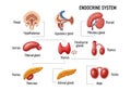 Diagram of the endocrine system featuring labeled glands and Royalty Free Stock Photo