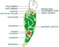 Diagram of Euglena. Structure of Euglena viridis with titles