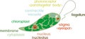 Diagram of Euglena. Structure of Euglena viridis with different organelles Royalty Free Stock Photo