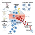 Factor receptors are depicted, highlighting cellular interaction Royalty Free Stock Photo