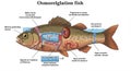 Diagram of a fish with labeled sections and annotations in a fictional language, Royalty Free Stock Photo