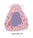 Diagram of gastric argentaffin cell