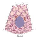 Diagram of gastric chief cell Royalty Free Stock Photo