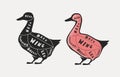 Diagram guide for cutting meat, butcher shop. Duck vector illustration