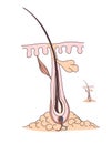 Diagram of diagram of the hair follicle up close