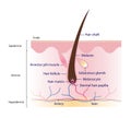 Diagram of hair structure anatomy vector illustration.