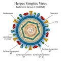 Diagram of Herpes simplex virus particle structure