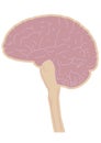 Diagram of the human brain, medulla oblongata, and spinal cord