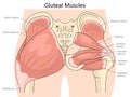 Diagram of Human Gluteal Muscles medical science