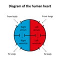 Diagram of the human heart. Royalty Free Stock Photo