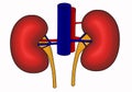 Diagram of human kidneys