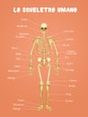 Diagram of the human skeleton Royalty Free Stock Photo