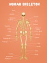 Diagram of the human skeleton Royalty Free Stock Photo