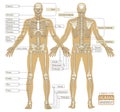 A diagram of the human skeleton Royalty Free Stock Photo