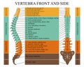 Diagram of a human spine in front and side with the name and description of all sections of the vertebrae, vector illustration.