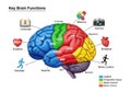 Diagram illustrating brain functions with colorful Royalty Free Stock Photo