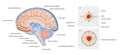 Diagram Illustrating Cerebrospinal Fluid CSF in the Brain Central Nervous System. Brain structure,2d graphic