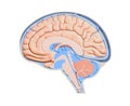 Diagram Illustrating Cerebrospinal Fluid CSF in the Brain Central Nervous System. Brain structure,2d graphic Royalty Free Stock Photo