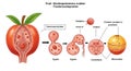 Diagram illustrating fruit development through various stages, labeled with pseudo- Royalty Free Stock Photo
