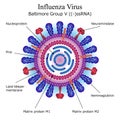 Diagram of Influenza virus particle structure Royalty Free Stock Photo