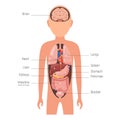 Diagram internal organs