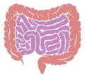 Diagram of Intestine Gut Digestive System Royalty Free Stock Photo