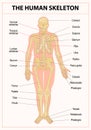 Main parts of the skeletal system