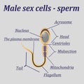 Z samec bunky spermie 