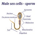 Diagram of the male sex cells - sperm Royalty Free Stock Photo