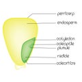 Diagram of a monocotyledon seed Royalty Free Stock Photo