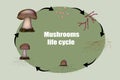 Diagram mushroom anatomy life cycle stages Royalty Free Stock Photo