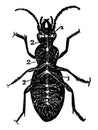 Diagram of Nervous System of a Beetle vintage illustration