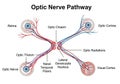 Diagram of the optic nerve pathway detailing the visual Royalty Free Stock Photo