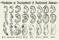 Diagram of the parallel development of the backboned Royalty Free Stock Photo