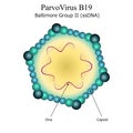 Diagram of Parvo virus B19 particle structure