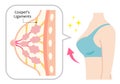 Diagram of perky female boobs illustration. ligaments of Cooper hold them and maintain the structure. Isolated on white background