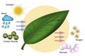 Diagram of Photosynthesis for biology and life science education