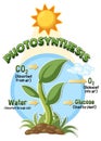 Diagram of Photosynthesis for biology and life science education