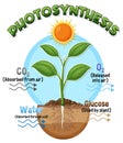 Diagram of Photosynthesis for biology and life science education