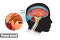 Diagram of pituitary and pineal glands in the human brain Royalty Free Stock Photo