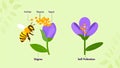 Diagram of Pollination Process: Bee Pollinating a Flower and Self-Pollination Royalty Free Stock Photo