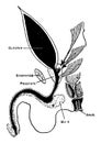 Imperforate Anus, vintage illustration