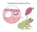 Diagram of the respiratory system of an adult frog Royalty Free Stock Photo