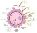 Diagram sequence of events in penetration of coverings and plasma membrane of egg. Spermatozoon penetrates in ovum Royalty Free Stock Photo