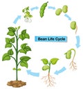 Diagram showing bean life cycle