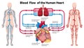 Diagram showing blood flow of the human heart