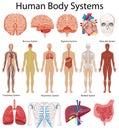 Diagram showing human body systems
