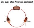 Diagram showing life cycle of cockroach illustration Royalty Free Stock Photo