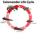Diagram showing life cycle of salamander illustration Royalty Free Stock Photo