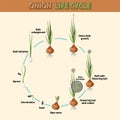 Diagram showing onion life cycle